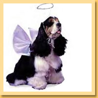 Angel Pet Costumes