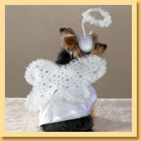 Angel Pet Costumes