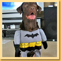 Bat Pet Costumes