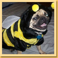 Bumble Bee Pet Costumes