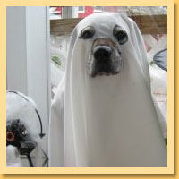 Ghost Pet Costumes