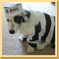 Jailbird Pet Costumes