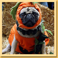 Pumpkin Pet Costumes